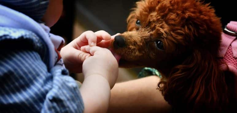 ¿Los perros pueden transmitir enfermedades con su saliva?