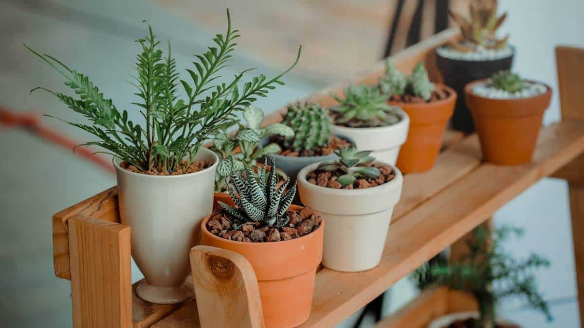 ¿Cuál es el mejor cuidado que puede darle a sus plantas en época de invierno?
