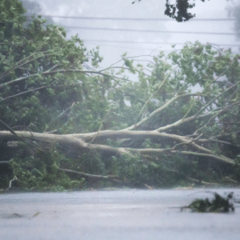 Un árbol caído derribado por el viento y la lluvia del huracán Beryl