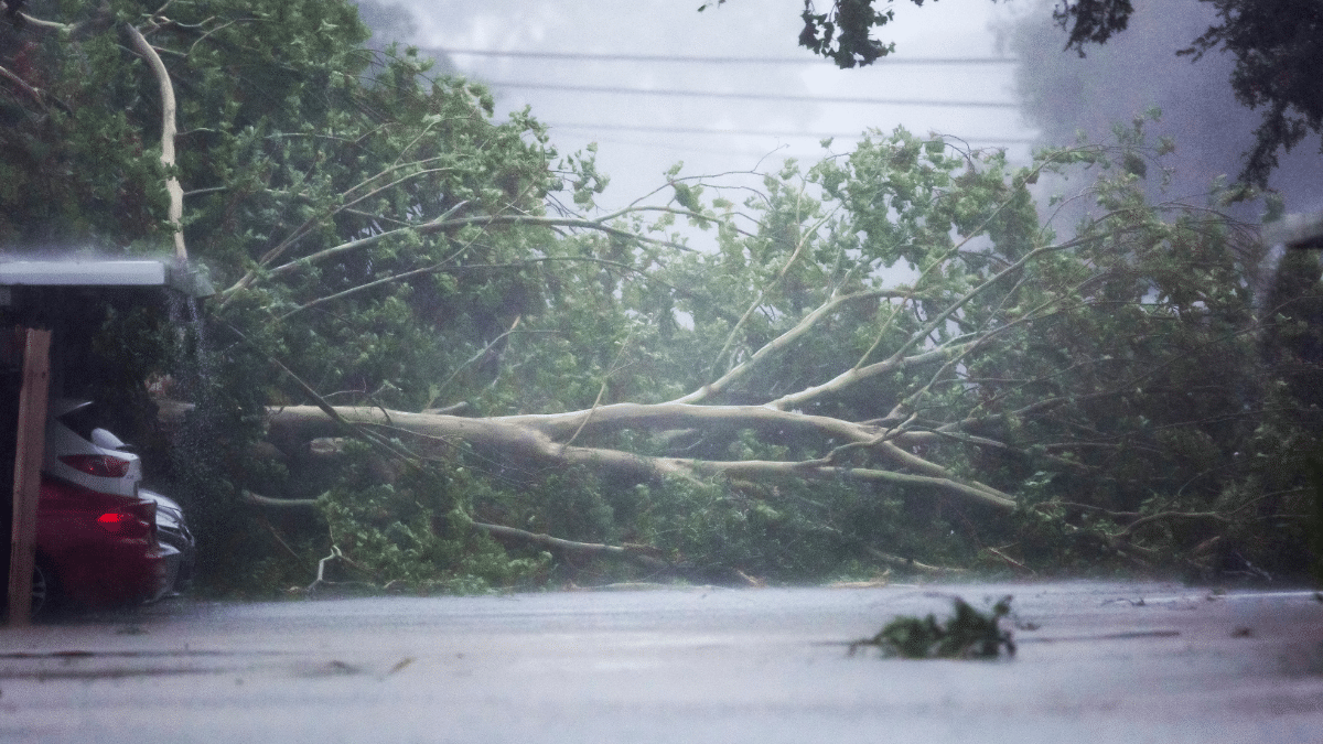 Un árbol caído derribado por el viento y la lluvia del huracán Beryl