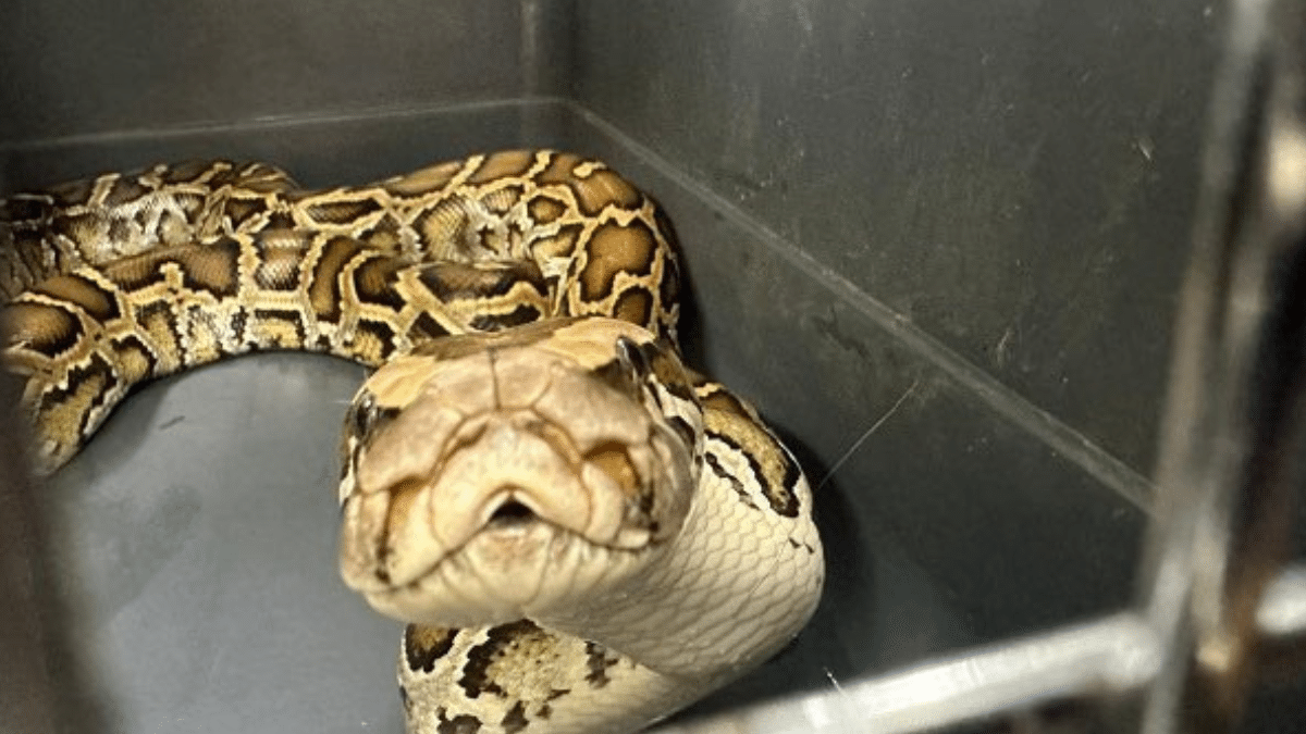 Serpiente pitón era conservada como mascota en vivienda de El Cerrito, Valle del Cauca