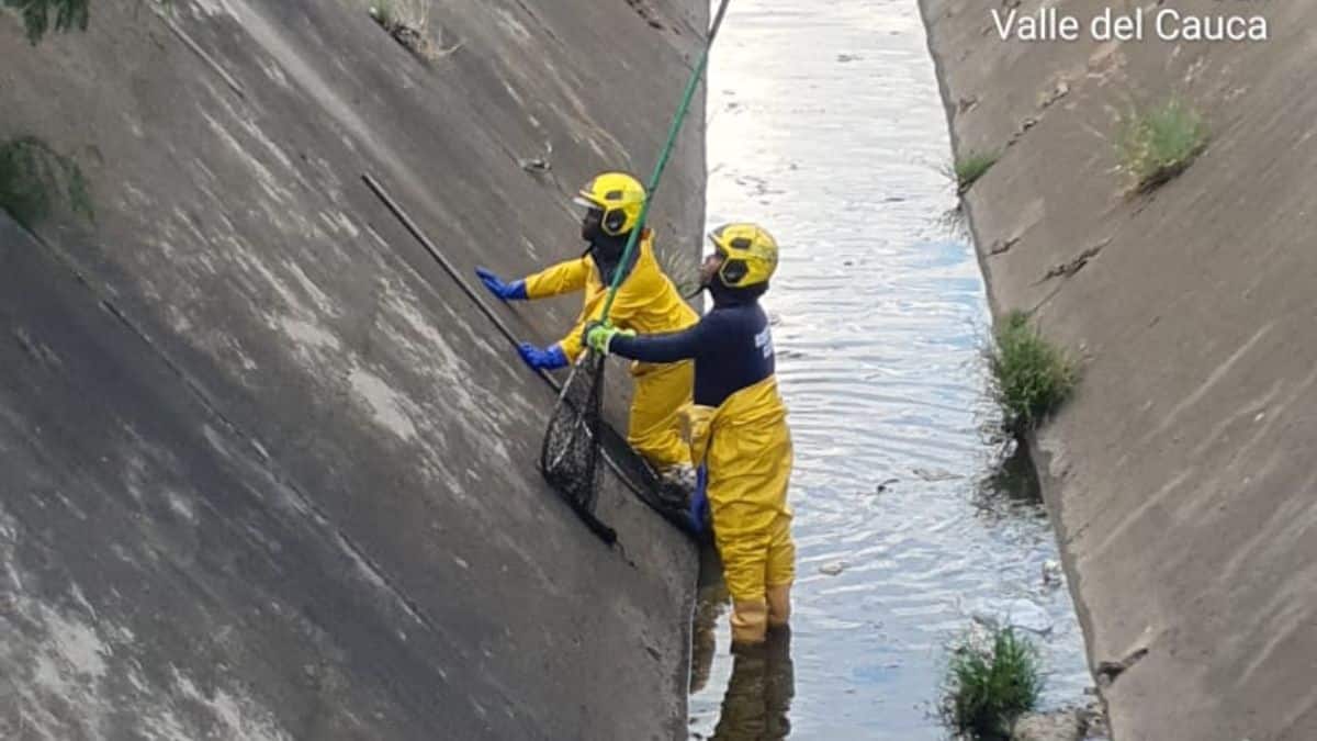 Imágenes: Así fue el rescate de un perrito en canal de aguas lluvias de Cali