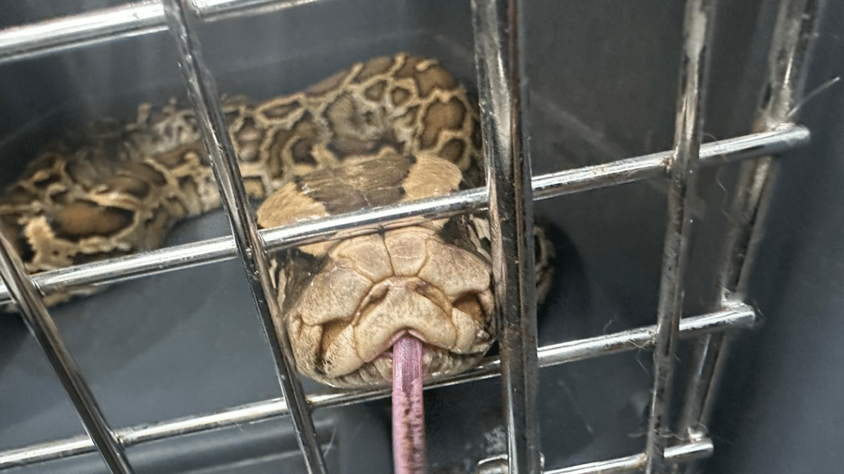 Serpiente Pitón en Cerrito, Valle