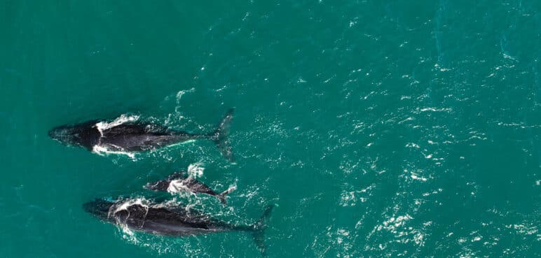 Las ballenas jorobadas fueron más felices durante la pandemia: Esto reveló un estudio 