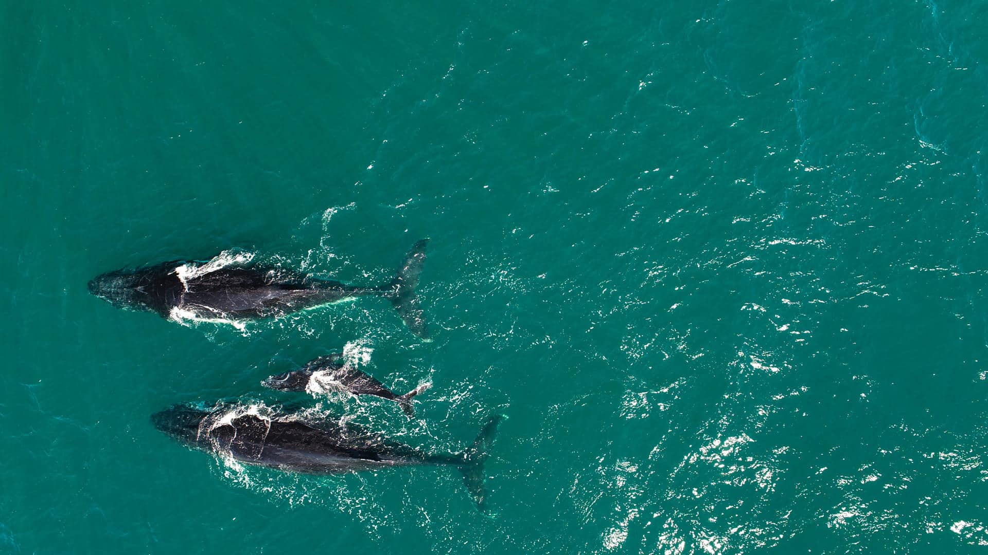 ¿Sabías qué existe el día mundial de las ballenas y delfines? ¿Por qué?