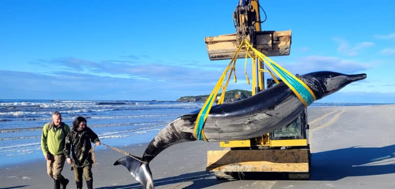 Después de casi dos siglos reaparece una especie de ballena, parecido a un delfín 