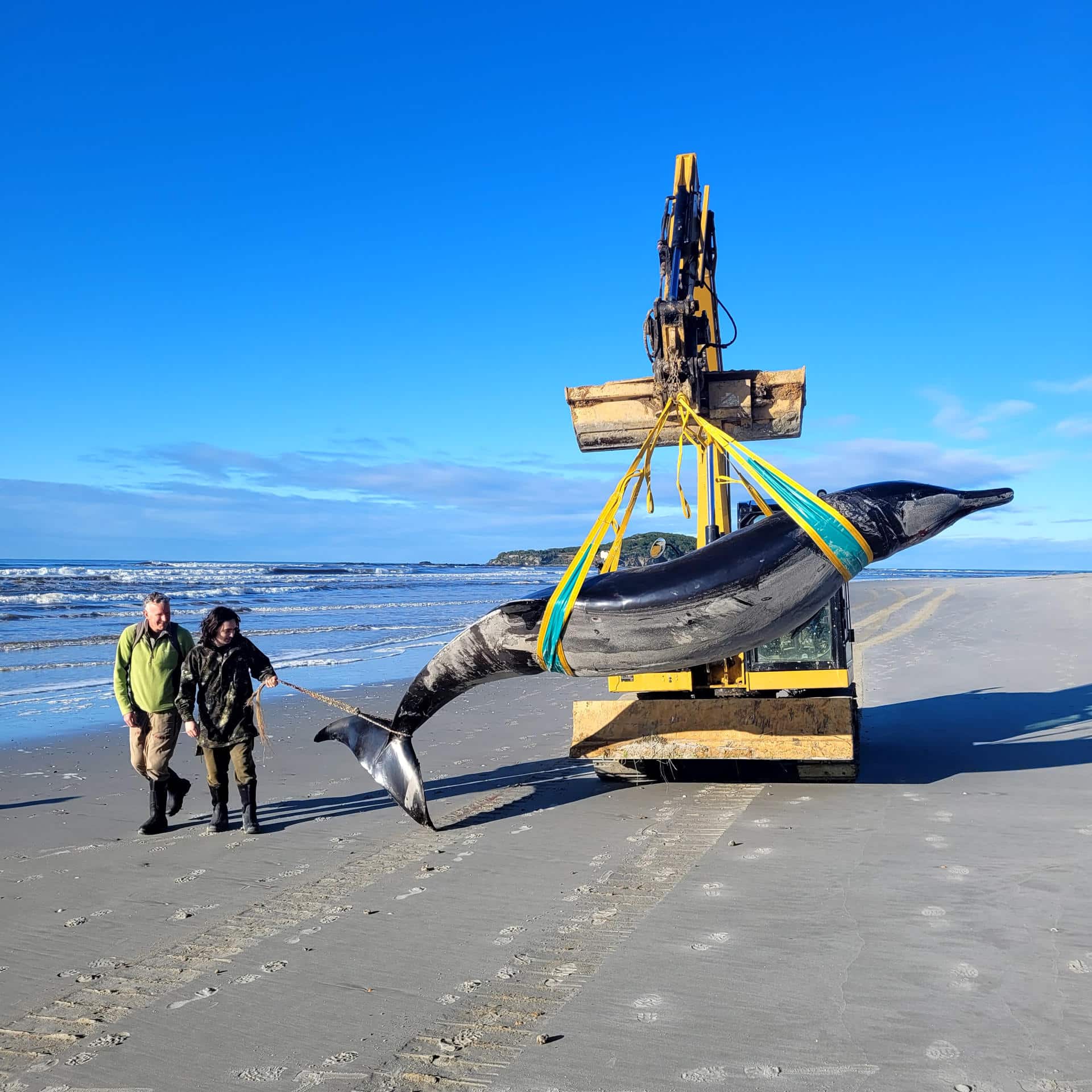 Después de casi dos siglos reaparece una especie de ballena, parecido a un delfín 