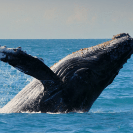 Temporada de avistamiento de ballenas: Autoridades piden turismo responsable