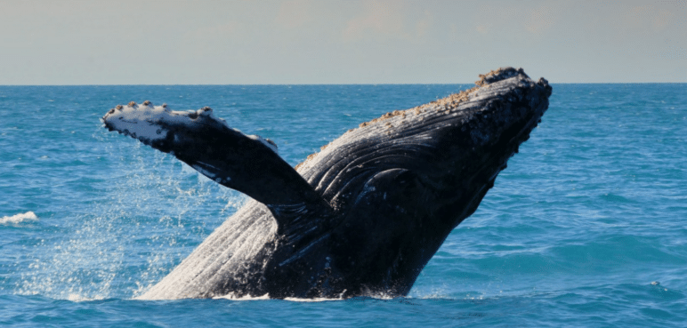 Temporada de avistamiento de ballenas: Autoridades piden turismo responsable