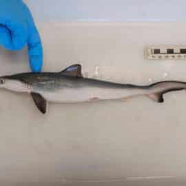 Científicos detectan tiburones intoxicados con droga en el mar de Brasil