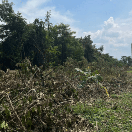 Denuncian arboricidio en Bochalema: Proyecto vial amenaza el entorno natural