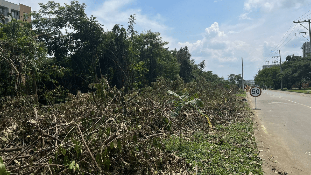 Denuncian arboricidio en Bochalema: Proyecto vial amenaza el entorno natural