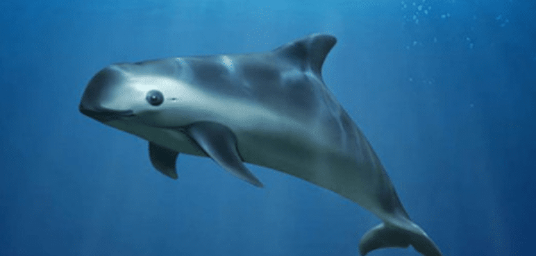 ¿Conoces la vaquita marina? El cetáceo más curioso del mundo
