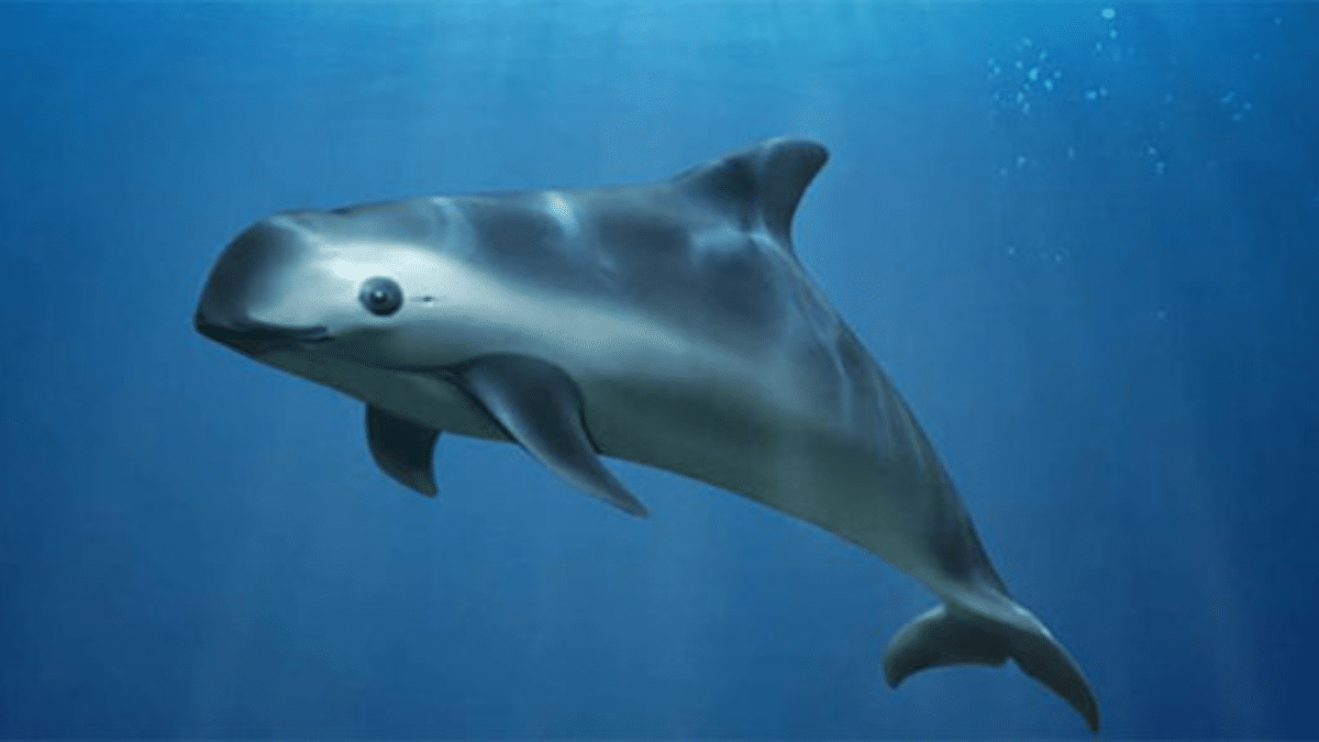 ¿Conoces la vaquita marina? El cetáceo más curioso del mundo