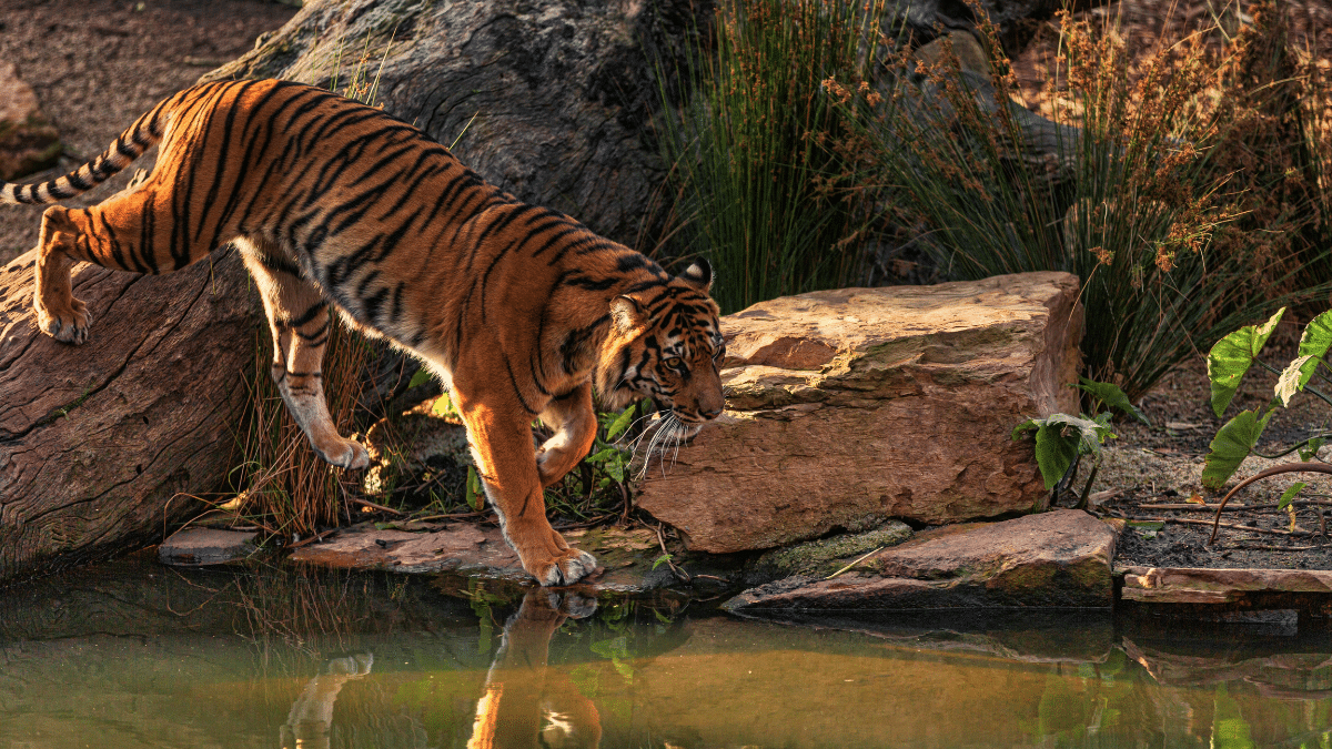 Estas son las tres subespecies de tigre extintas: ¿Sabías de ellas?