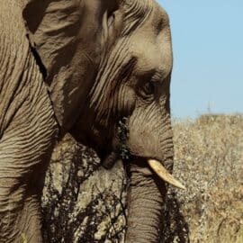 Turista español murió tras ser supuestamente atacado por un elefante en Sudáfrica