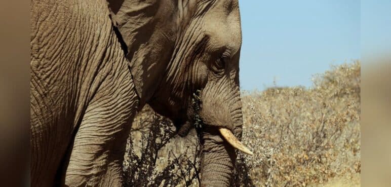 Turista español murió tras ser supuestamente atacado por un elefante en Sudáfrica