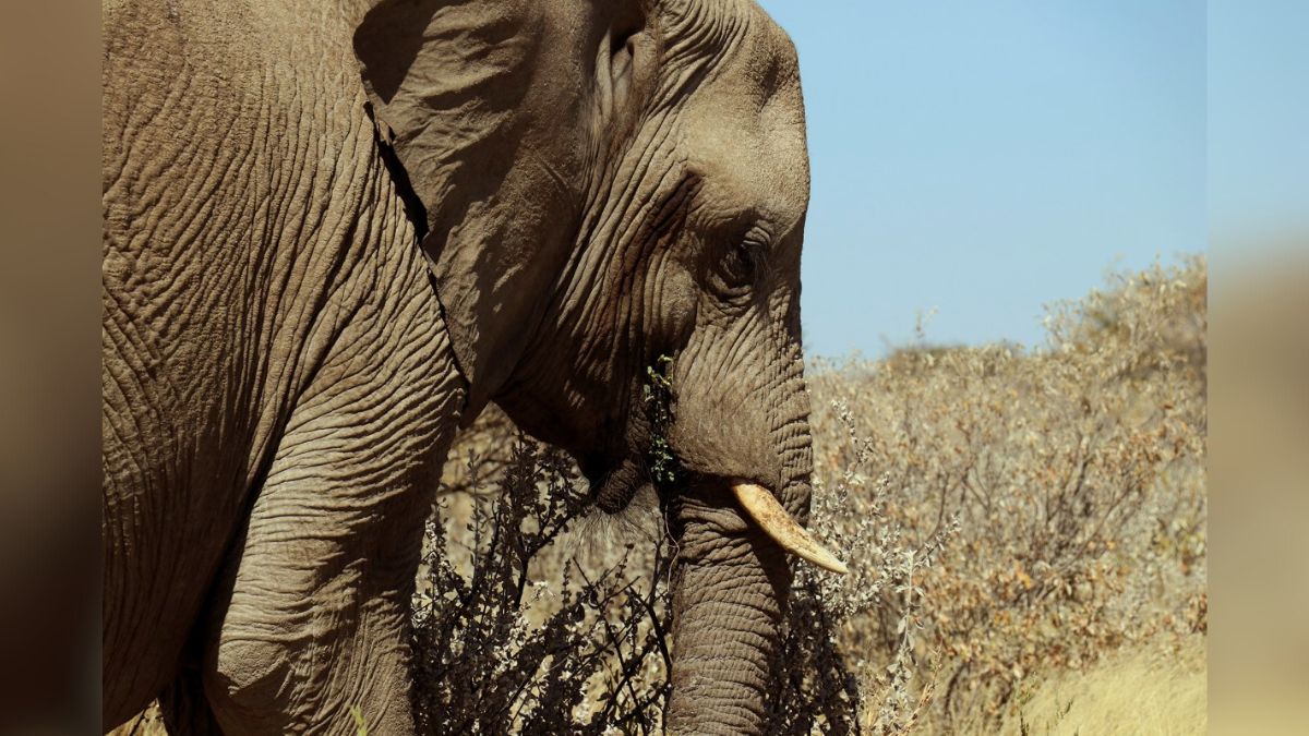 Turista español murió tras ser supuestamente atacado por un elefante en Sudáfrica