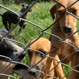 Fundación 'Corazón Gatuno' en crisis: Un llamado urgente para salvar a más de cien animales