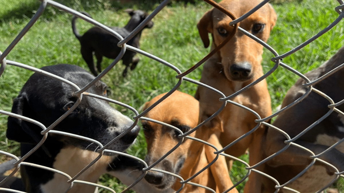 Fundación 'Corazón Gatuno' en crisis: Un llamado urgente para salvar a más de cien animales