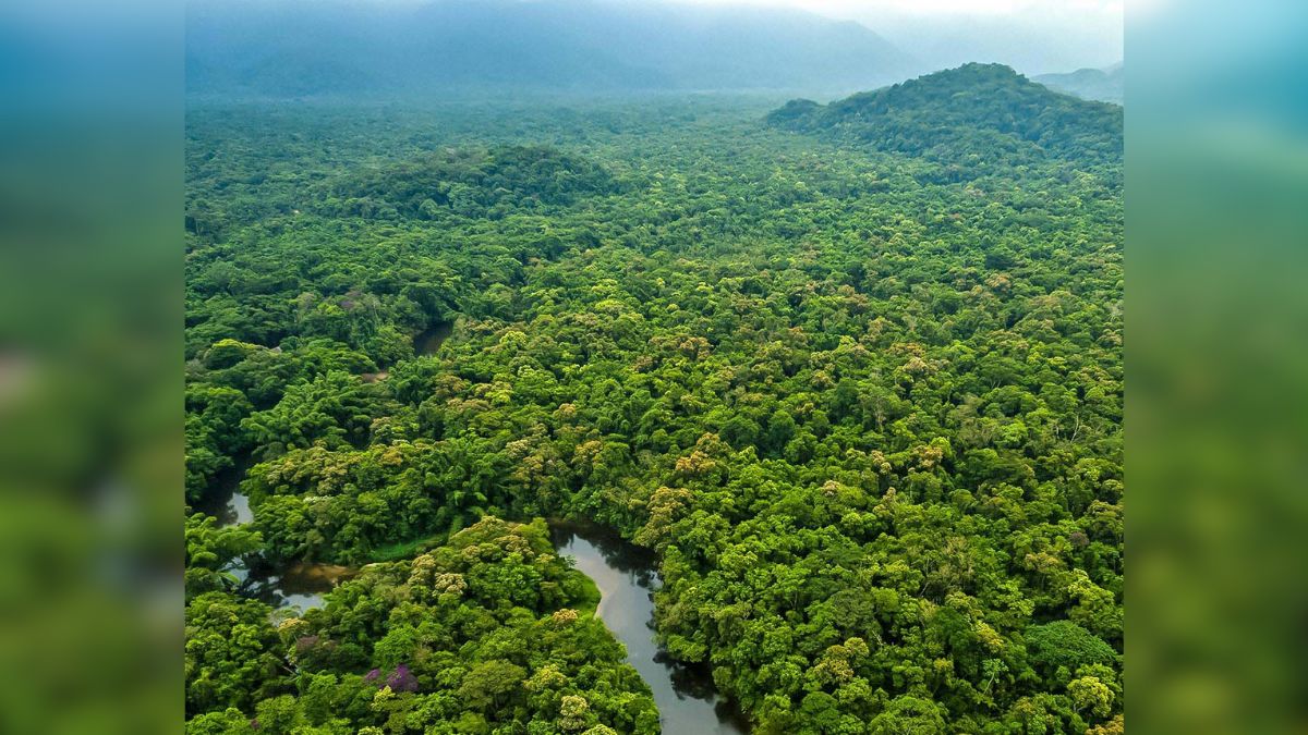 Colombia registró su cifra de deforestación más baja en 23 años