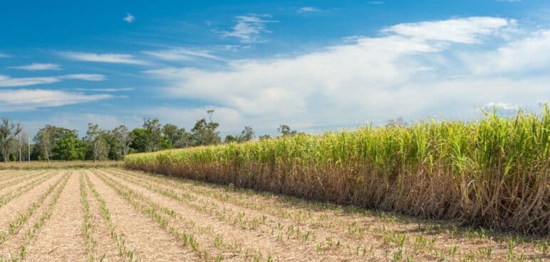 Diálogos con la comunidad han frenado invasiones a cultivos de caña