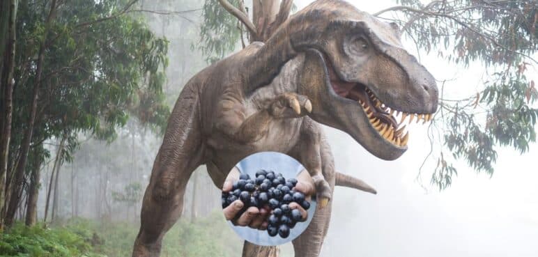 Las uvas existen porque se extinguieron los dinosaurios: Curiosa investigación aclara