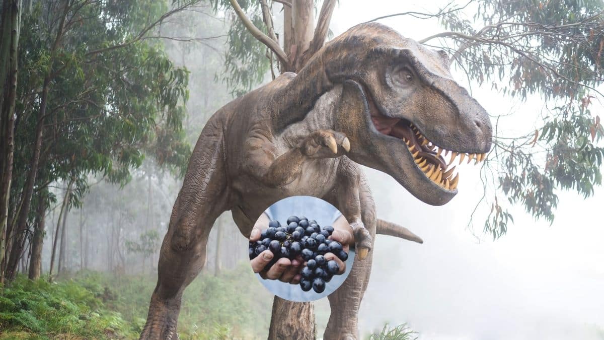 Las uvas existen porque se extinguieron los dinosaurios: Curiosa investigación aclara