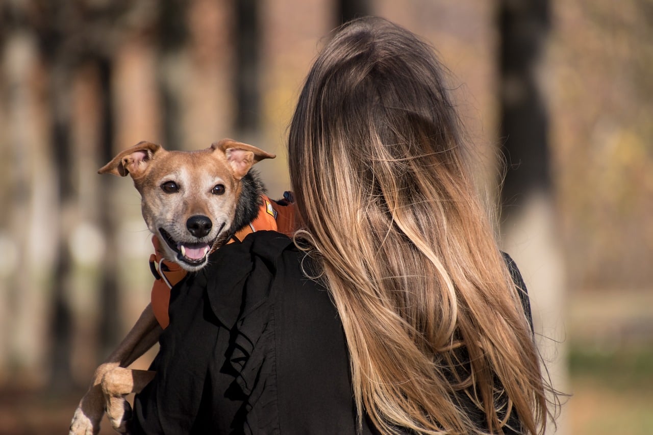 animales detectan enfermedades