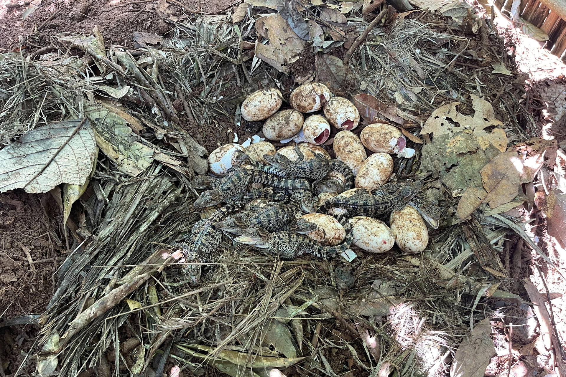 ¡De no creer! Cocodrilo siamés, casi extinto, tuvo crías en una selva de Asia