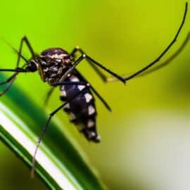 En Colombia se registran más de 300 posibles muertes por dengue