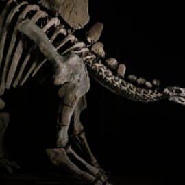 El impresionante precio por el que se subastó el esqueleto de un dinosaurio