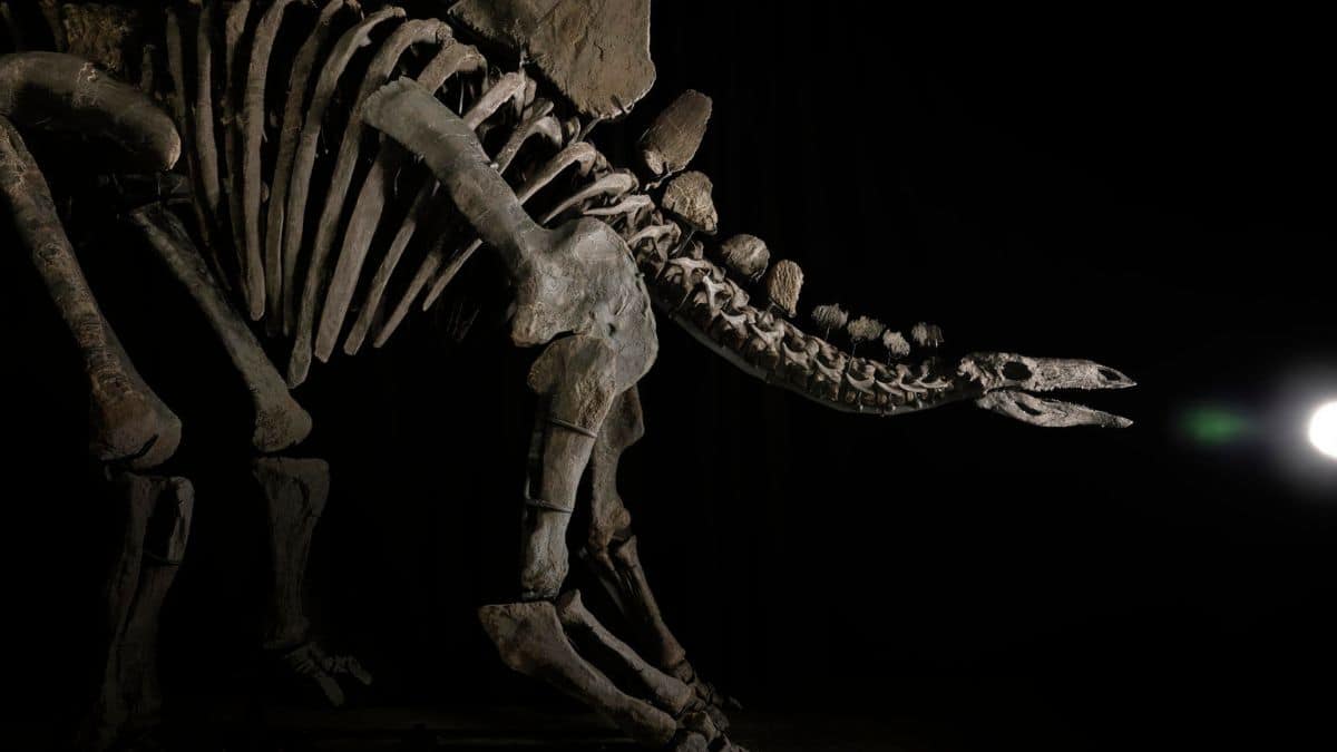 El impresionante precio por el que se subastó el esqueleto de un dinosaurio