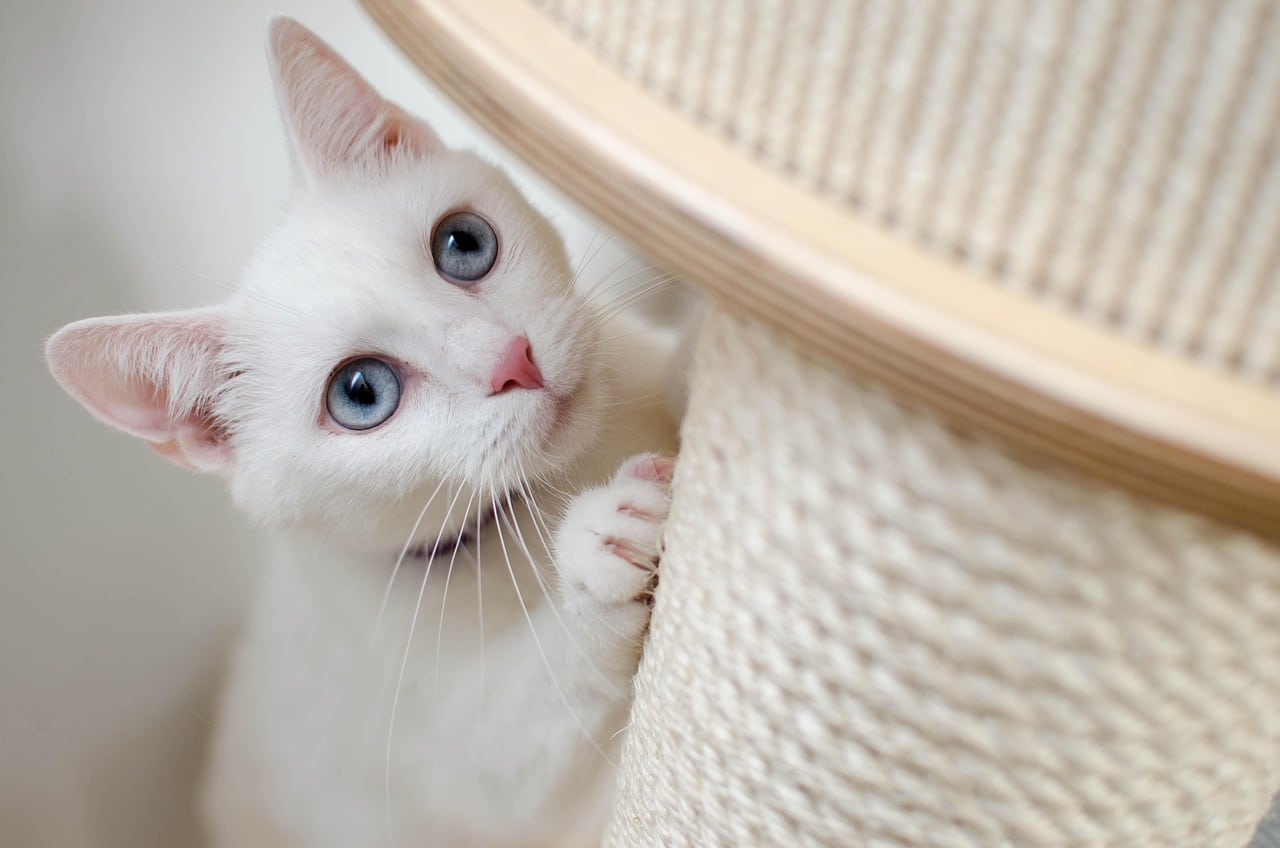 Gatos