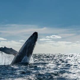 Llegó la temporada de ballenas a Buenaventura: Se esperan a más de 200 mil turistas