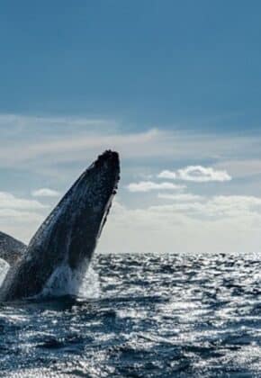 Avistamiento de ballenas jorobadas en el Pacífico: Gobierno expide nuevos lineamientos