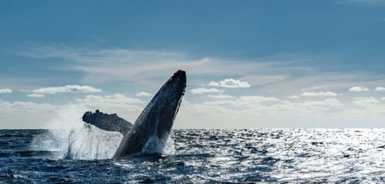 Llegó la temporada de ballenas a Buenaventura: Se esperan a más de 200 mil turistas