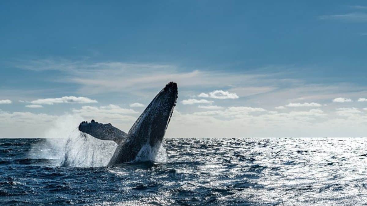 Temporada de avistamiento de ballenas: Autoridades piden turismo responsable