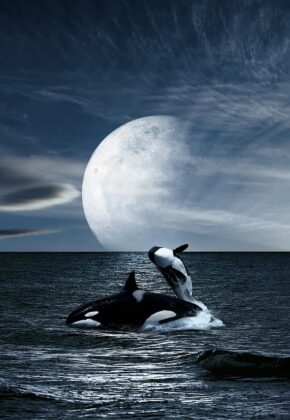 ¿Sabías qué existe el día mundial de las ballenas y delfines? ¿Por qué?