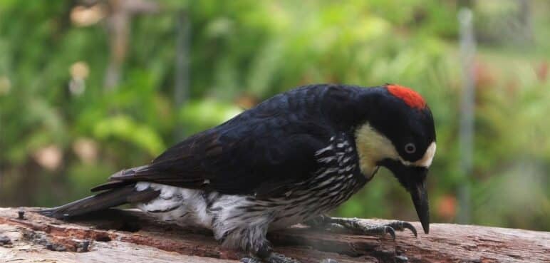 Avistamiento de aves: Conozca la variedad que hay en el occidente colombiano (Guía ilustrada) 