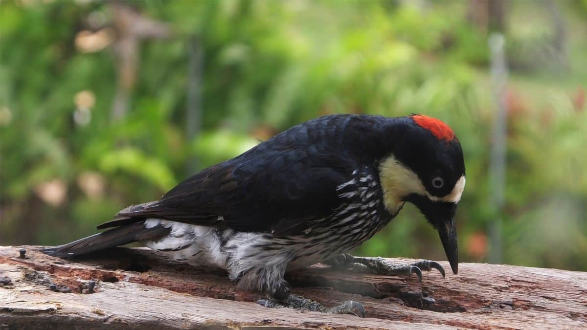 Avistamiento de aves: Conozca la variedad que hay en el occidente colombiano (Guía ilustrada) 