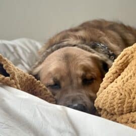 ¿Dormir con perros es peligroso? La ciencia aclara duda de dueños de mascotas