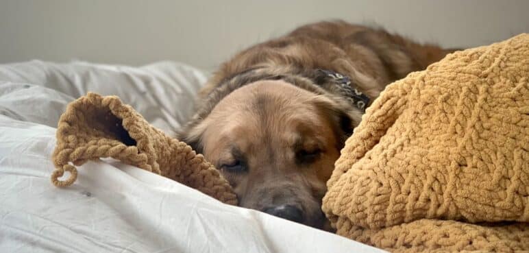 ¿Dormir con perros es peligroso? La ciencia aclara duda de dueños de mascotas