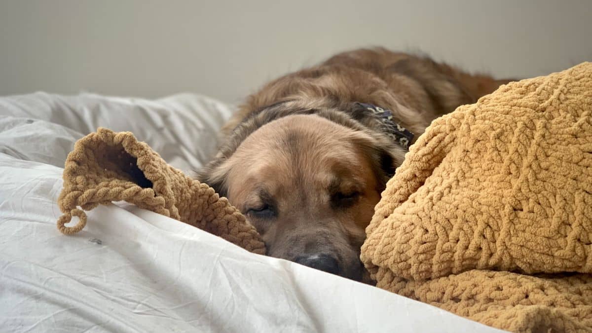 ¿Dormir con perros es peligroso? La ciencia aclara duda de dueños de mascotas