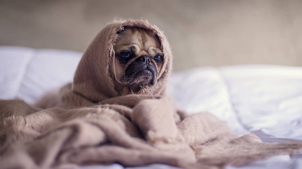 Científicos descubren que el "olor a estrés" hace a los perros más negativos