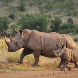 Estrategia radioactiva para salvar rinocerontes: Una nueva técnica contra la caza furtiva