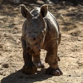 Video: Nace un nuevo rinoceronte en Suramérica; especie en peligro de extinción