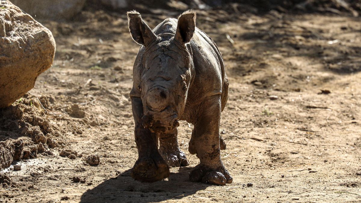 Video: Nace un nuevo rinoceronte en Suramérica; especie en peligro de extinción