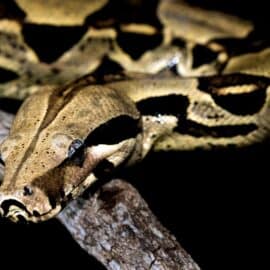 ¿Cuántas especies de serpientes hay en el Valle del Cauca? Tienen importante labor
