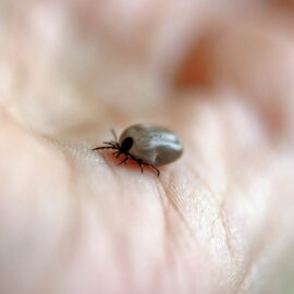 ¿Cuáles son los riesgos por picadura de una garrapata? Esto es lo que debería saber